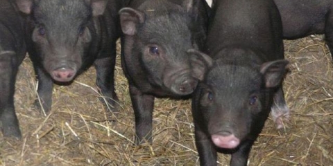 Čime hraniti vijetnamsku prasad